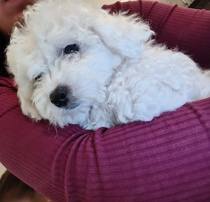    Bichon Frisé Welpen   