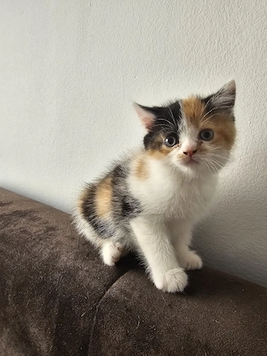 Glückskatze   BKZ mix Katzenbaby sucht ein liebevolles Zuhause 