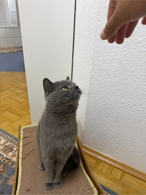    Britisch Kurzhaar Kater zu verkaufen   dunkelgrau (fast schwarz)