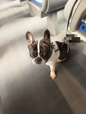 französische bulldogge such Familie 