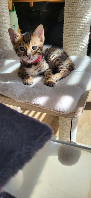 zauberhafte Bengalkitten 