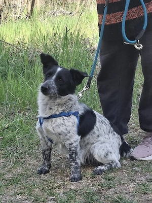 Zuhause gesucht für Frodo