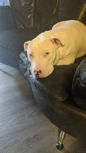 Miniaturnullterrier old english Bulldog Mischling 