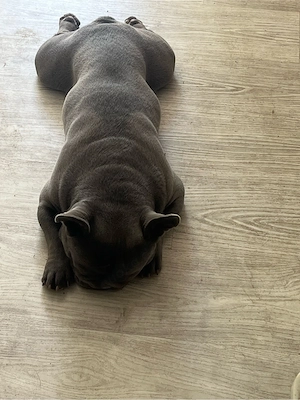 französiche Bulldogge Rüde sucht ab sofort ein zu hause 