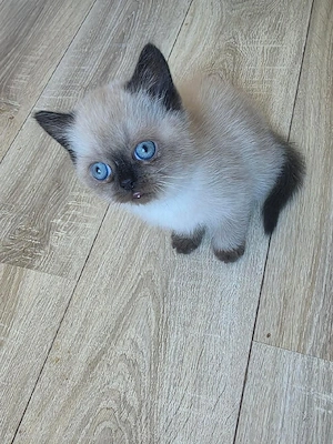  Heilige Birma Baby Kater 