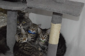 blue, Blacky und Green suchen noch ihr Zuhause für immer 