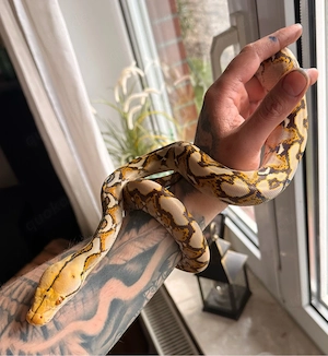 1.0 Mochino Retic Bild 2