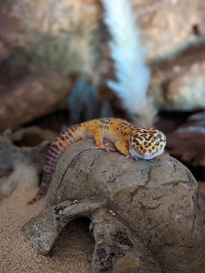 Leopardgecko Männchen