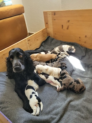Cockapoo Welpen Harlekin-Merle