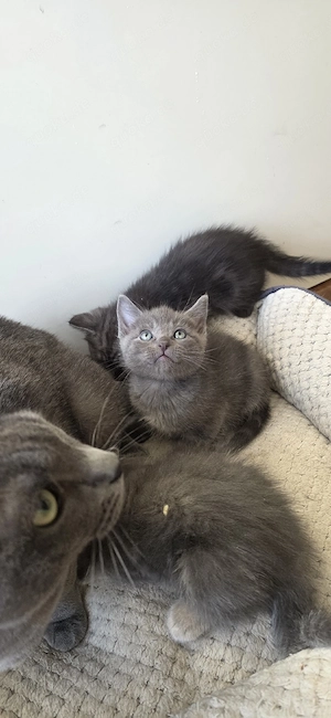    Süßes graues Kitten (weiblich) sucht ein Zuhause   
