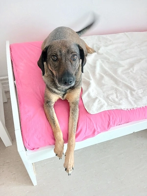 Mus meine hündin in  gute hände verk.