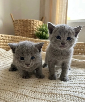 Russisch blaue Kätzchen verfügbar