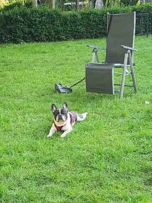 französische bulldogge such Familie 