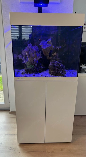 Wunderschönes Meerwasseraquarium 200 L