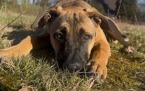 kleiner junger Roh Diamant sucht dringend ein neues für immer zu Hause