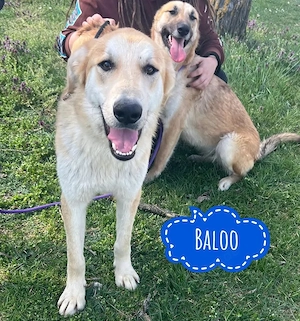 Baloo, wunderhübscher Labrador Mix