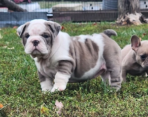 Bezaubernde kleine Freudenbündel, die im Alter von 14 Wochen zur Adoption bereit sind.