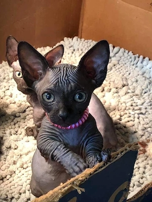 Süße Sphynx Kitten ab Juli abzugeben (privat)