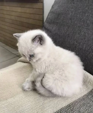 bkh reinrassige babys 