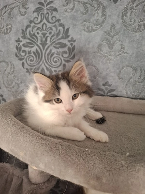 Kitten Maine Coon   Britisch Langhaar  Bild 5