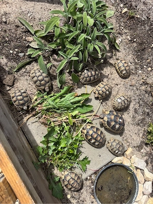 Breitrandschildkröten abzugeben 