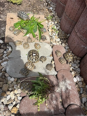 Maurische Landschildkröten abzugeben 
