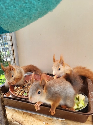 Europäische Eichhörnchen 