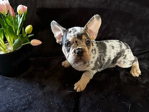 Französische Bulldoggen Welpen mit Nase und Rute