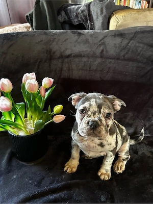 Französische Bulldoggen Welpen mit Nase und Rute