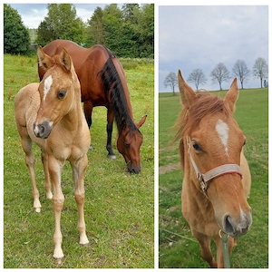 Quarter Horse Jährling 