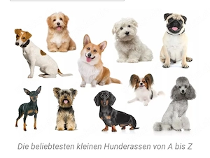  Ich suche einen Kleinbleibenden Hund in Not 
