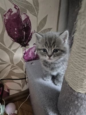 Bkh kitten Bild 7