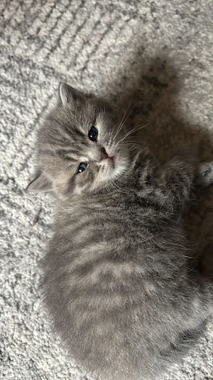 Bkh kitten 3 Mädchen