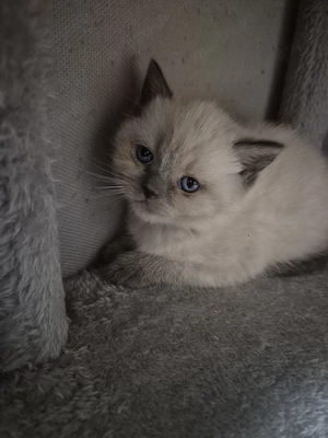 Bkh kitten Bild 6