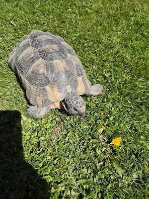 Breitrandschildkräte