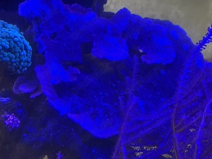 Meerwasser Aquarium Korallen Fische 