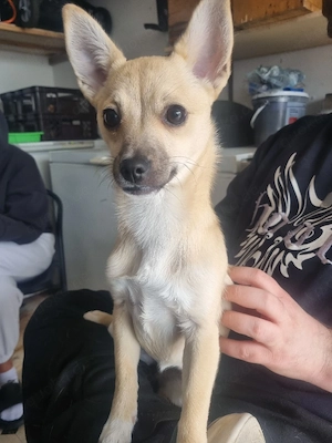 Jack-Russel, Corgi, Zwergspitz Mischling