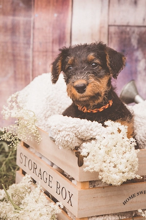 Airedale Terrier Welpen (VDH KfT)   3 Rüden & 3 Hündinnen   Abgabe ab Ende Juni