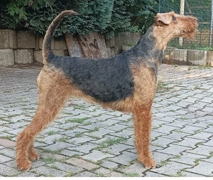 Airedale Terrier Welpen (VDH KfT)   3 Rüden & 3 Hündinnen   Abgabe ab Ende Juni