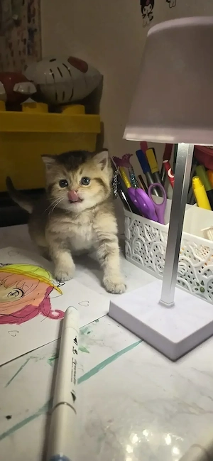 British mix Kurzhaar kitten