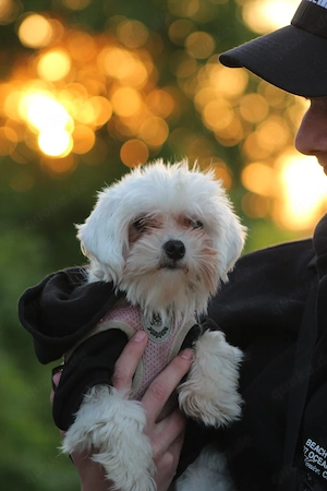Bolonka und Malteser Mädchen 
