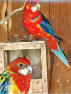 Rosellasittiche
