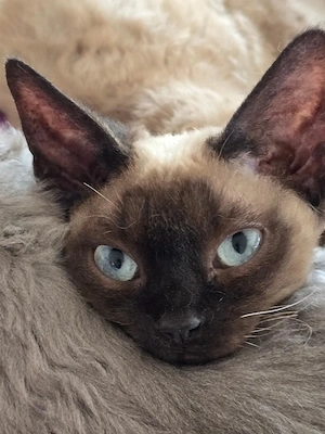 Traumhaft hübsches Rexmädchen Ellia