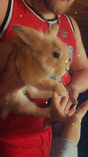 Wunderschöne Häschen 