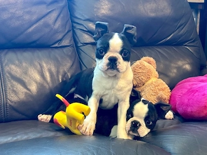 Boston-Terrier-Welpen zu verkaufen