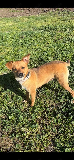 Nia, junge Pinscher Mix Hündin 