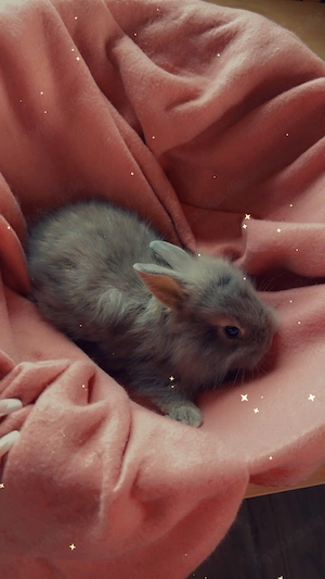 Wunderschöne Babyhasen 