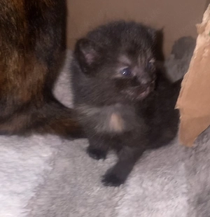 Schildpatt & Main coon mix  kitten 