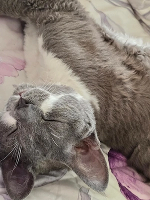 Wundervoller blau-weißer Rex-Traumkater, Stammbaum