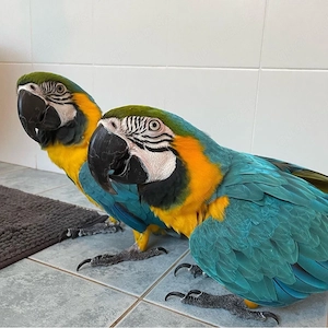 Gelbbrustaras Babys  zahm